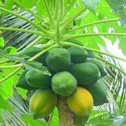 Carica Papaya